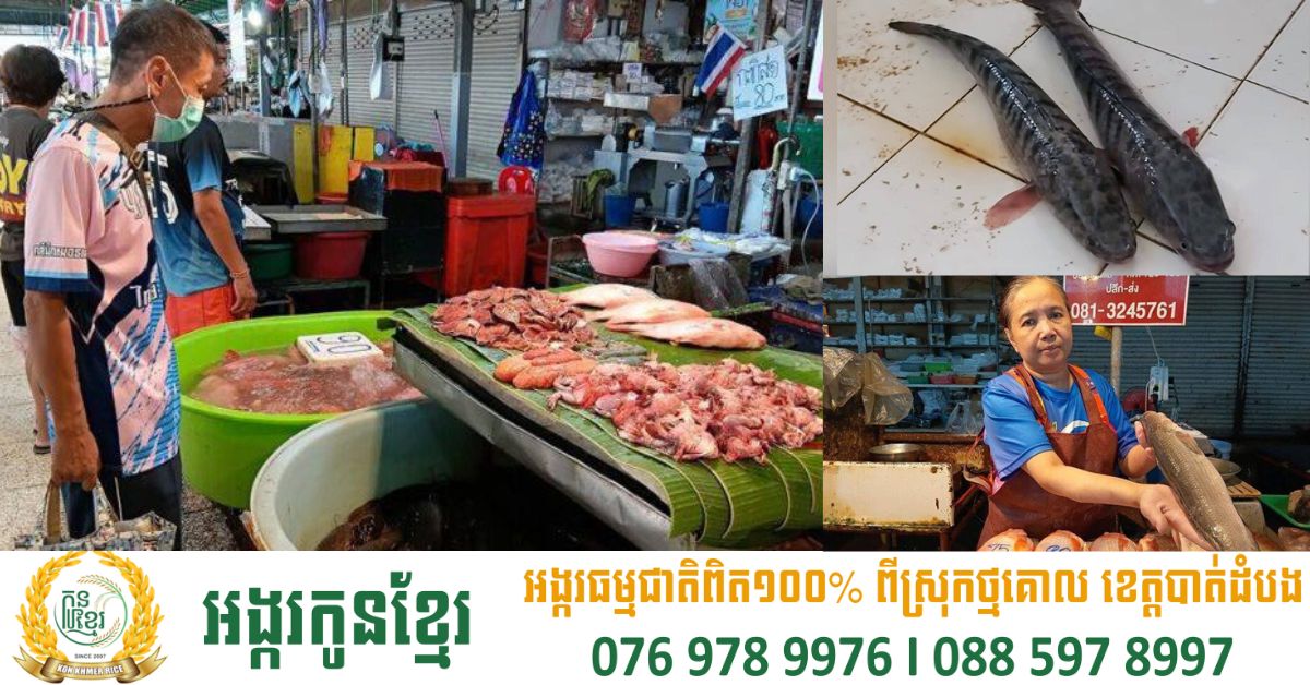 តម្លៃត្រីរ៉ស់នៅប្រទេសថៃកើនឡើងពី ១៨០ បាត ឡើងដល់ ២៥០ បាត/គីឡូក្រាម ព្រោះខ្វះការផ្គត់ផ្គង់ពីកម្ពុជា
